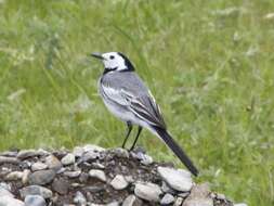 Image of Pied Wagtail and White Wagtail