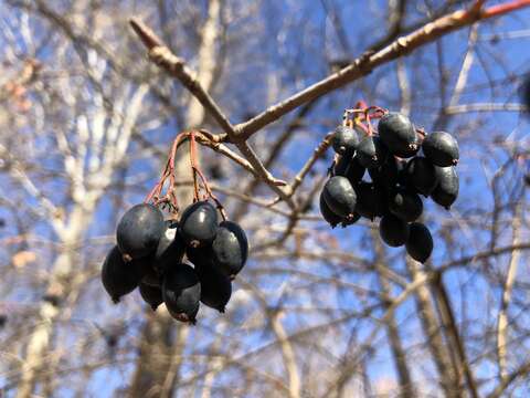 Image of Black Haw Viburnum