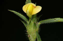 Image of shrubby pencilflower