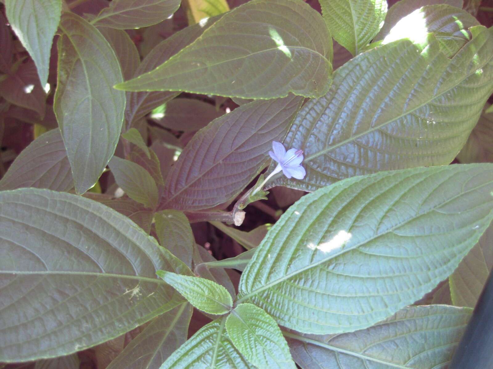 Image de Eranthemum pulchellum Andr.