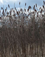 Image of staghorn sumac