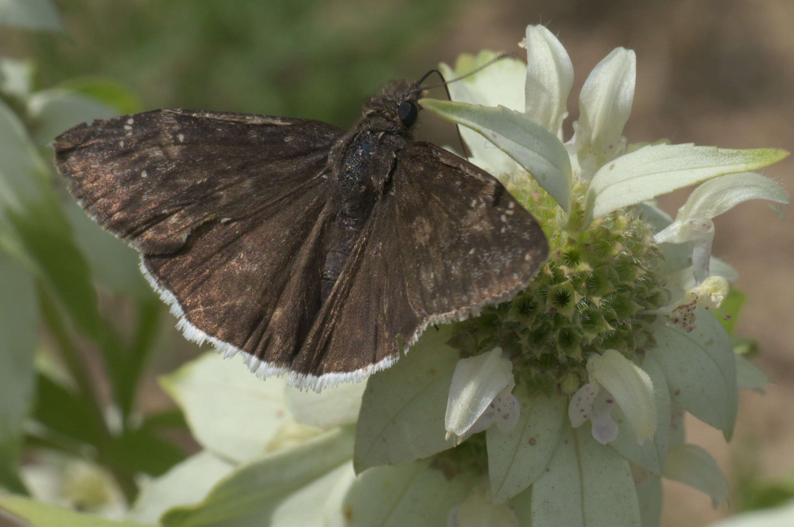 Image of Funereal Duskywing