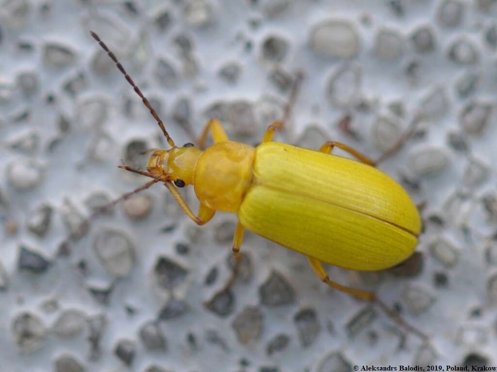 Image of Cteniopus sulphureus