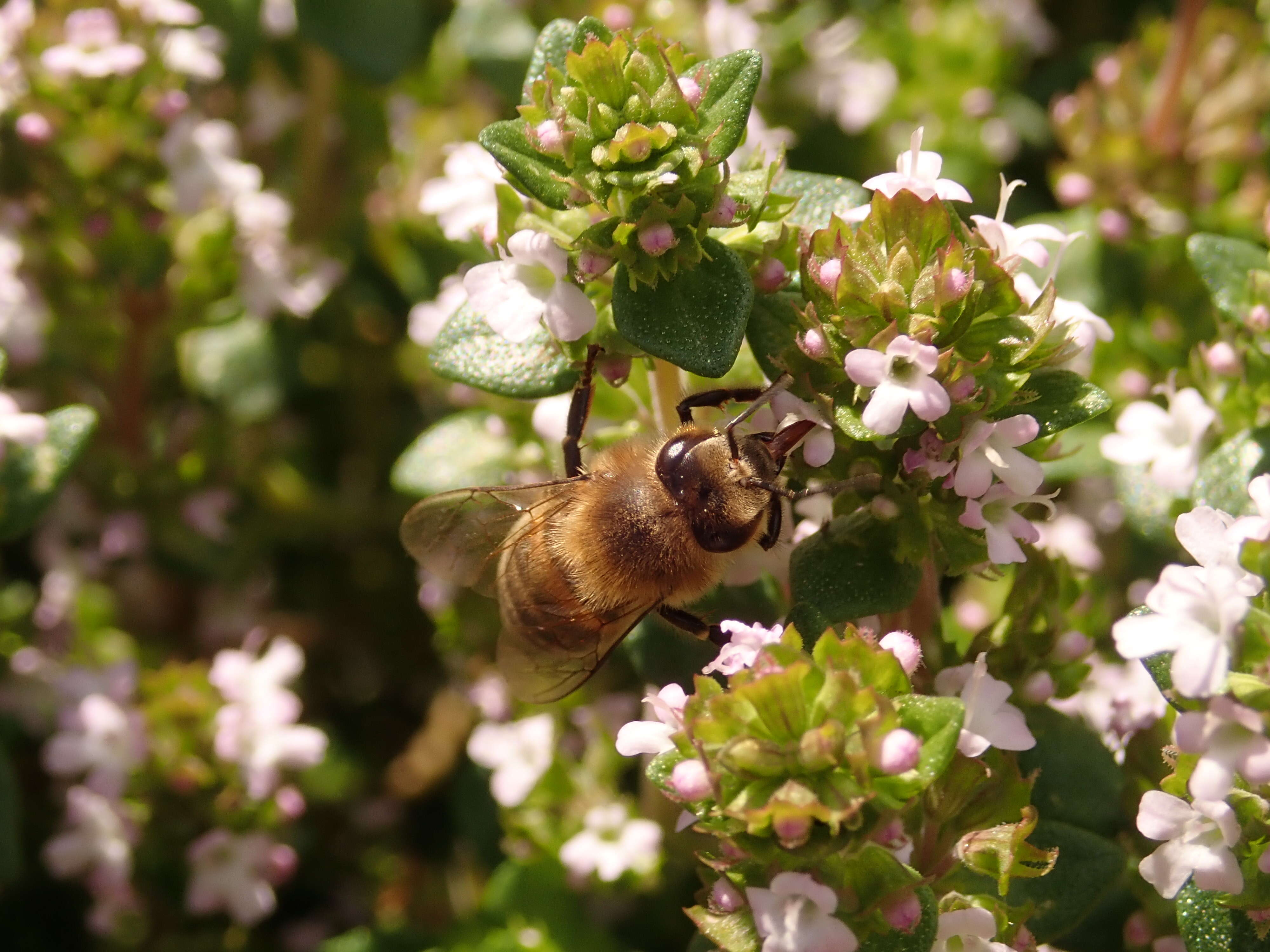 Image of Common Thyme