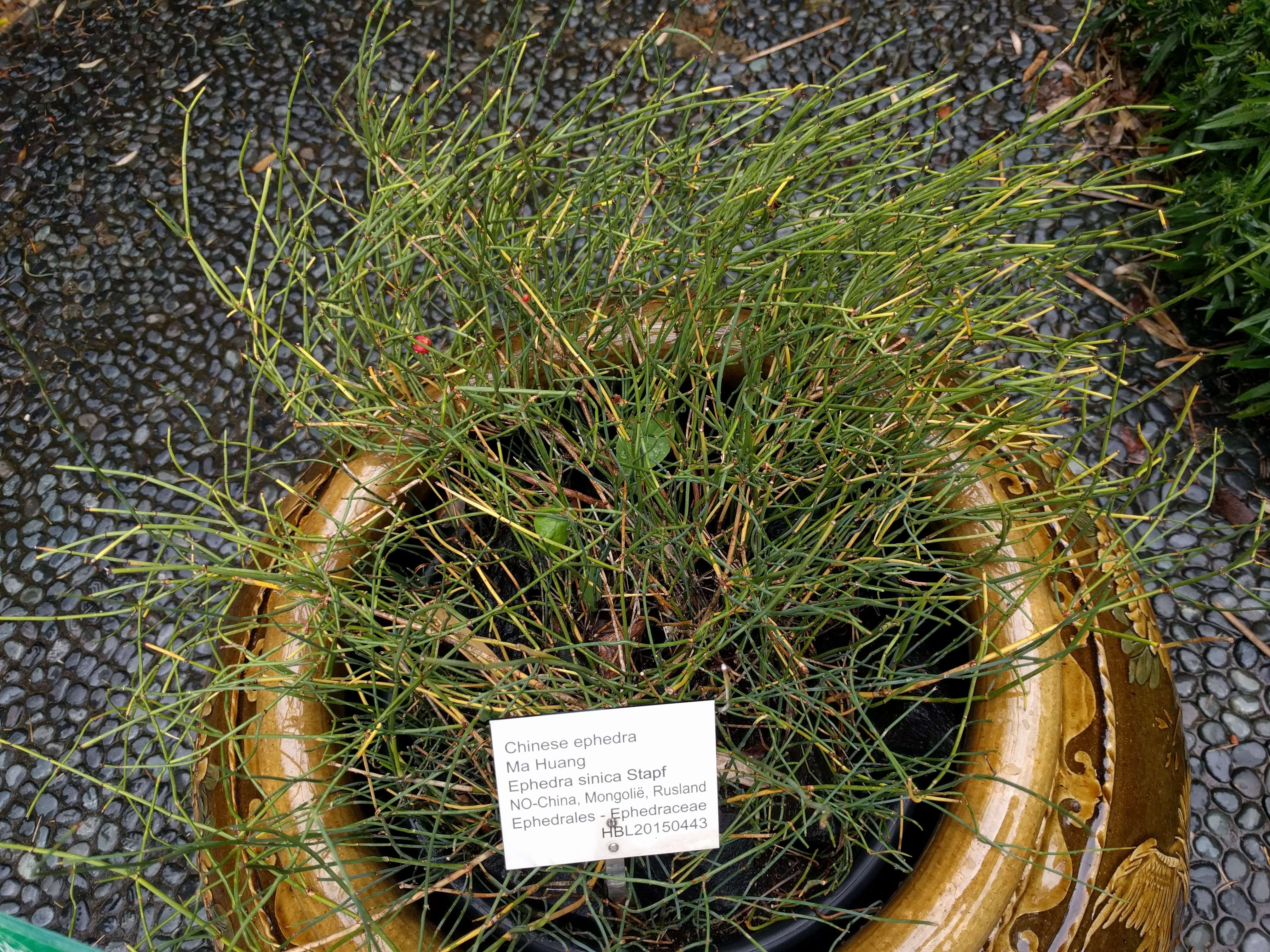 Image of Chinese Ephedra