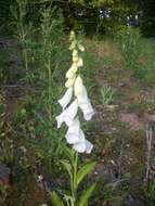 Imagem de Digitalis purpurea L.