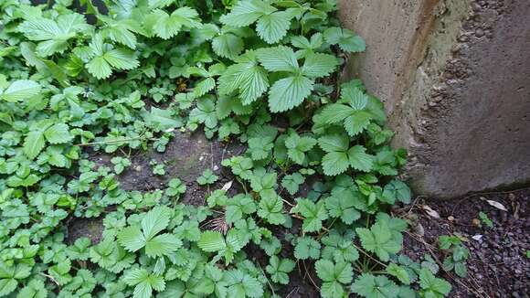 Image of woodland strawberry