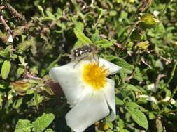 Imagem de Cistus salviifolius L.