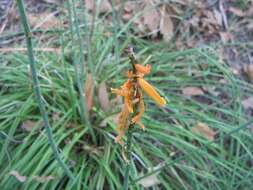 Imagem de Kniphofia galpinii Baker