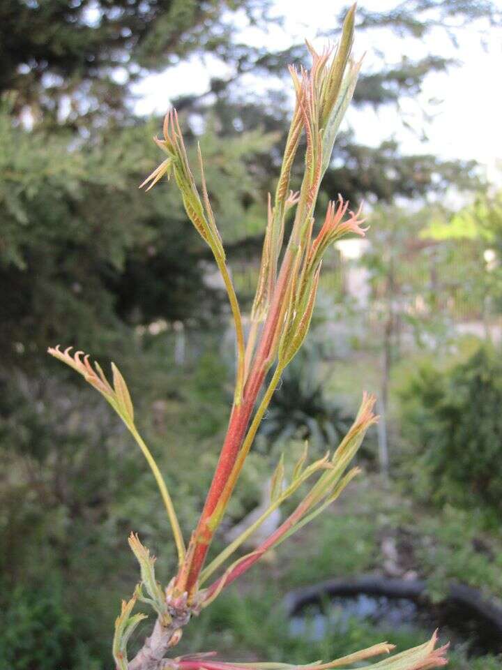 صورة Pistacia chinensis Bunge