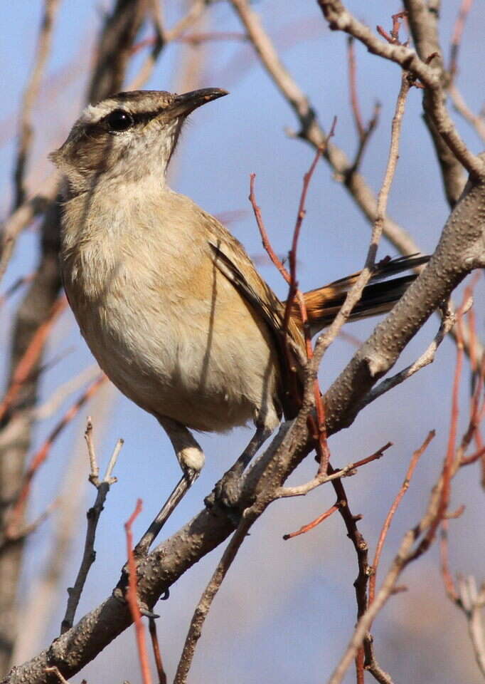 Image of Kalahari Scrub Robin