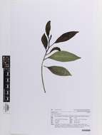 Image de Ficus microcarpa L. fil.