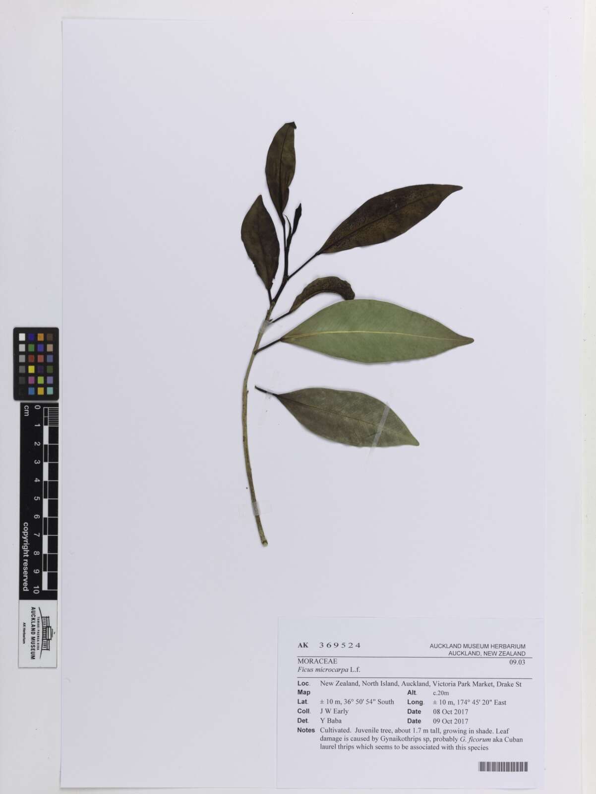 Image de Ficus microcarpa L. fil.