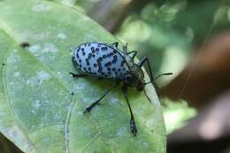 Imagem de Cypherotylus