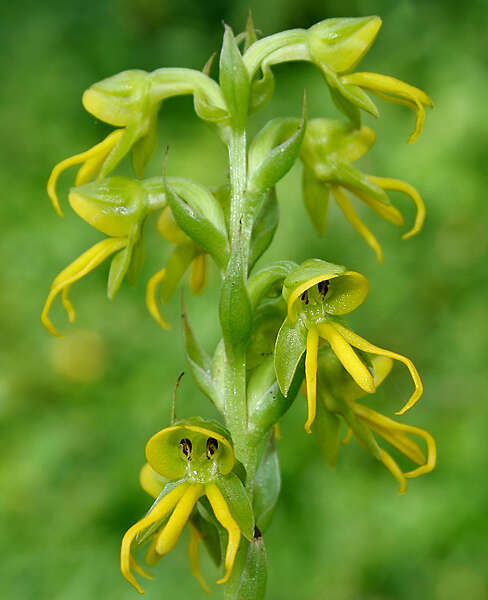 Image of Bog orchids