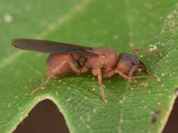 Image of Northern Fungus Farming Ant