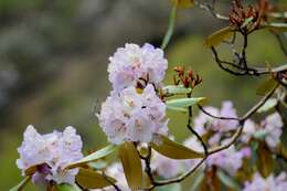 Imagem de Rhododendron wallichii Hook. fil.