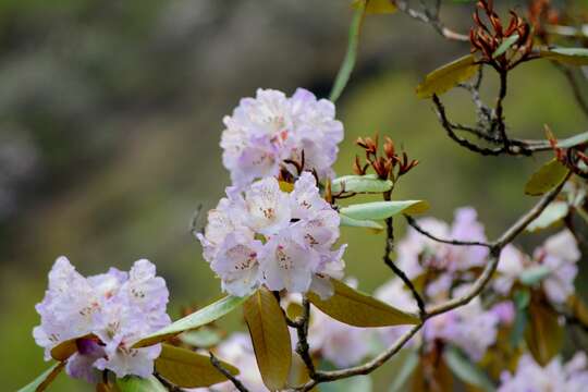 Image of Rhododendron wallichii Hook. fil.