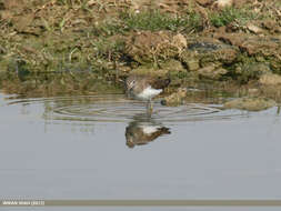 Image of Green Sandpiper