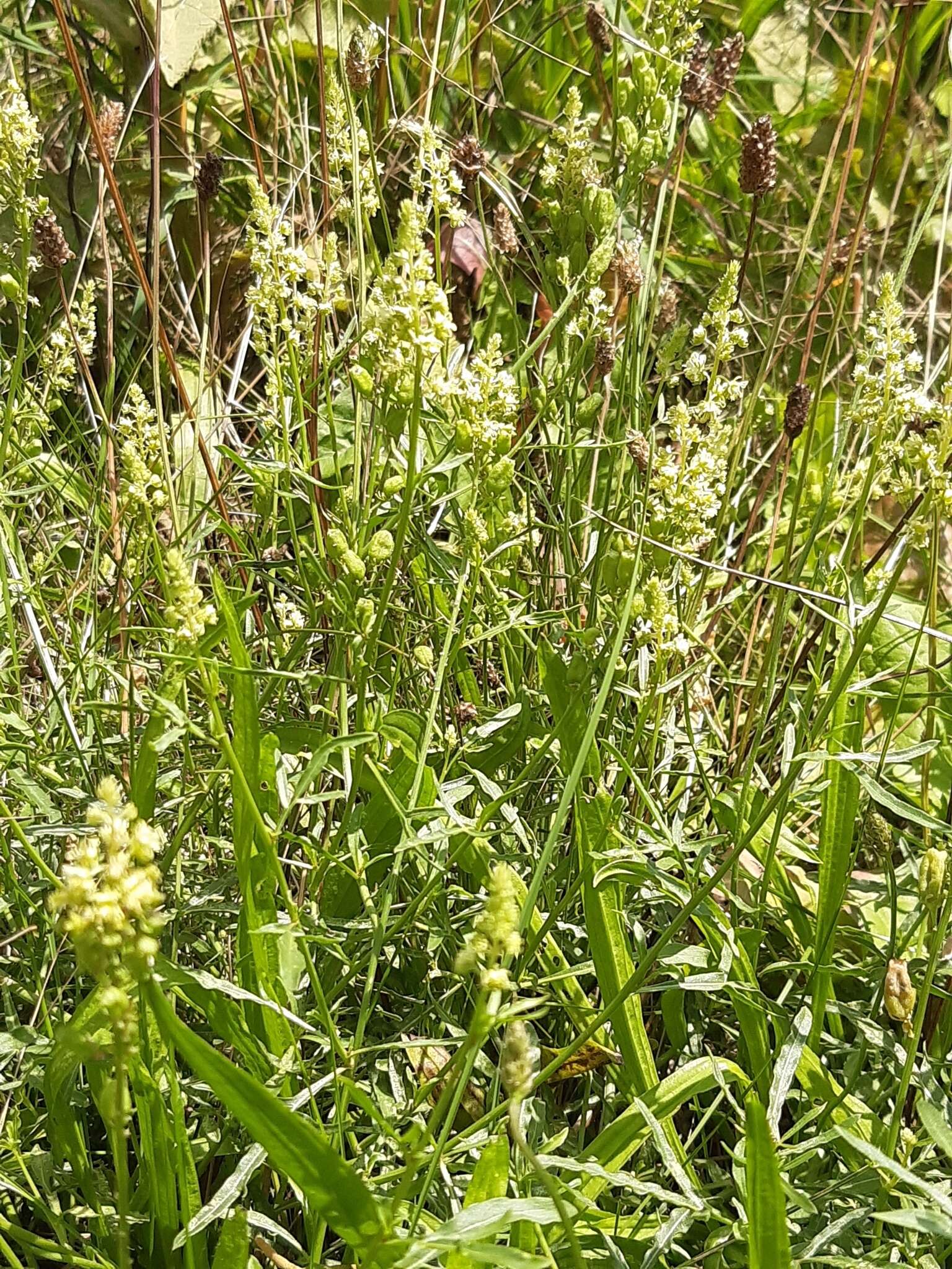 Слика од Reseda lutea L.