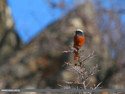 Image of Güldenstädt's Redstart