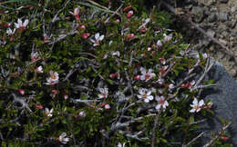 Imagem de Prunus prostrata Labill.