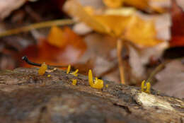 Image of Calocera cornea (Batsch) Fr. 1827