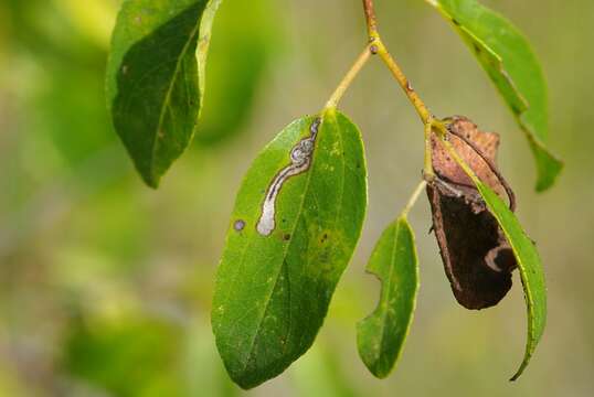 Image of Stigmella paliurella Gerasimov 1937