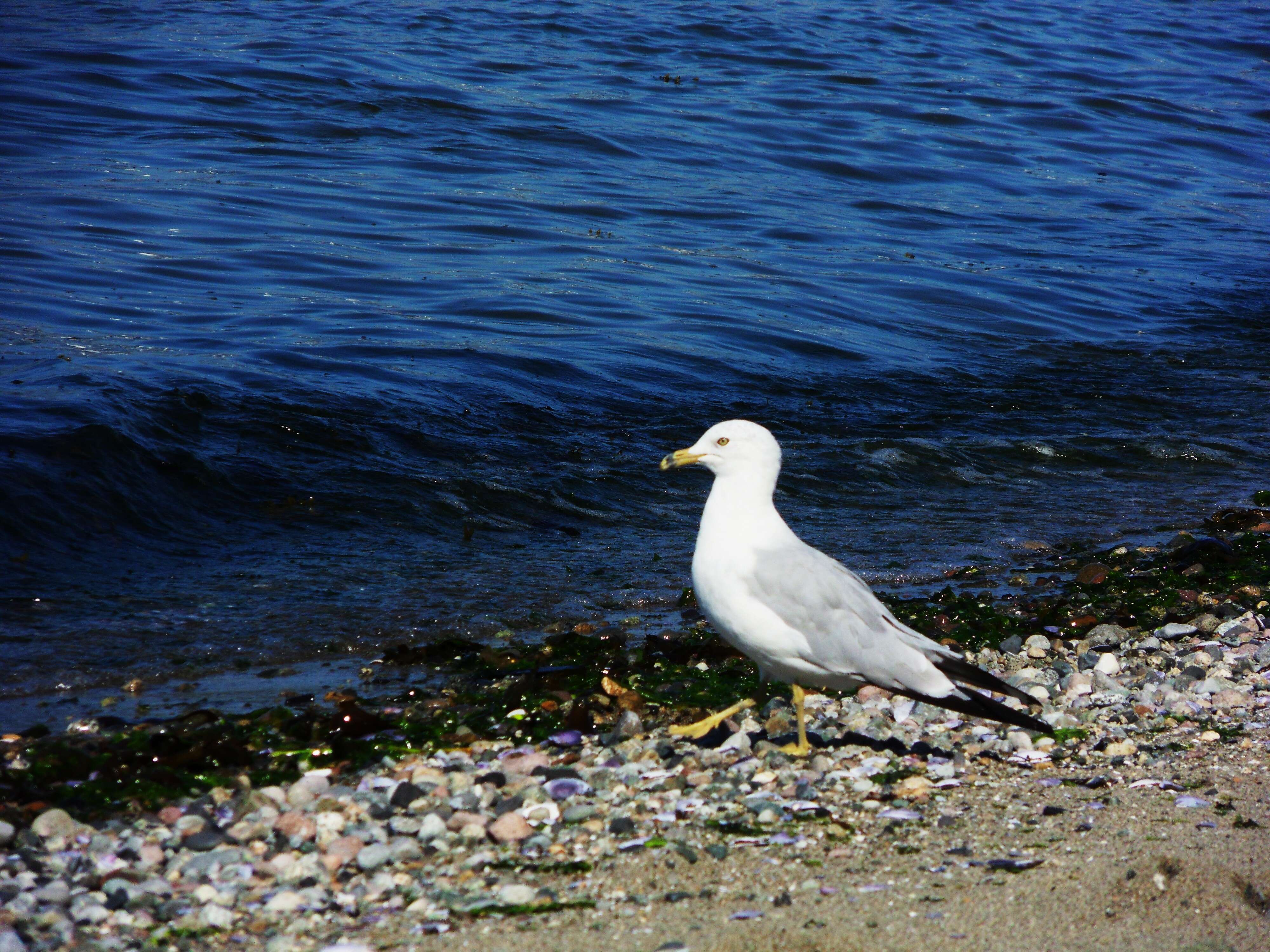 Image of Ring-billed Gull