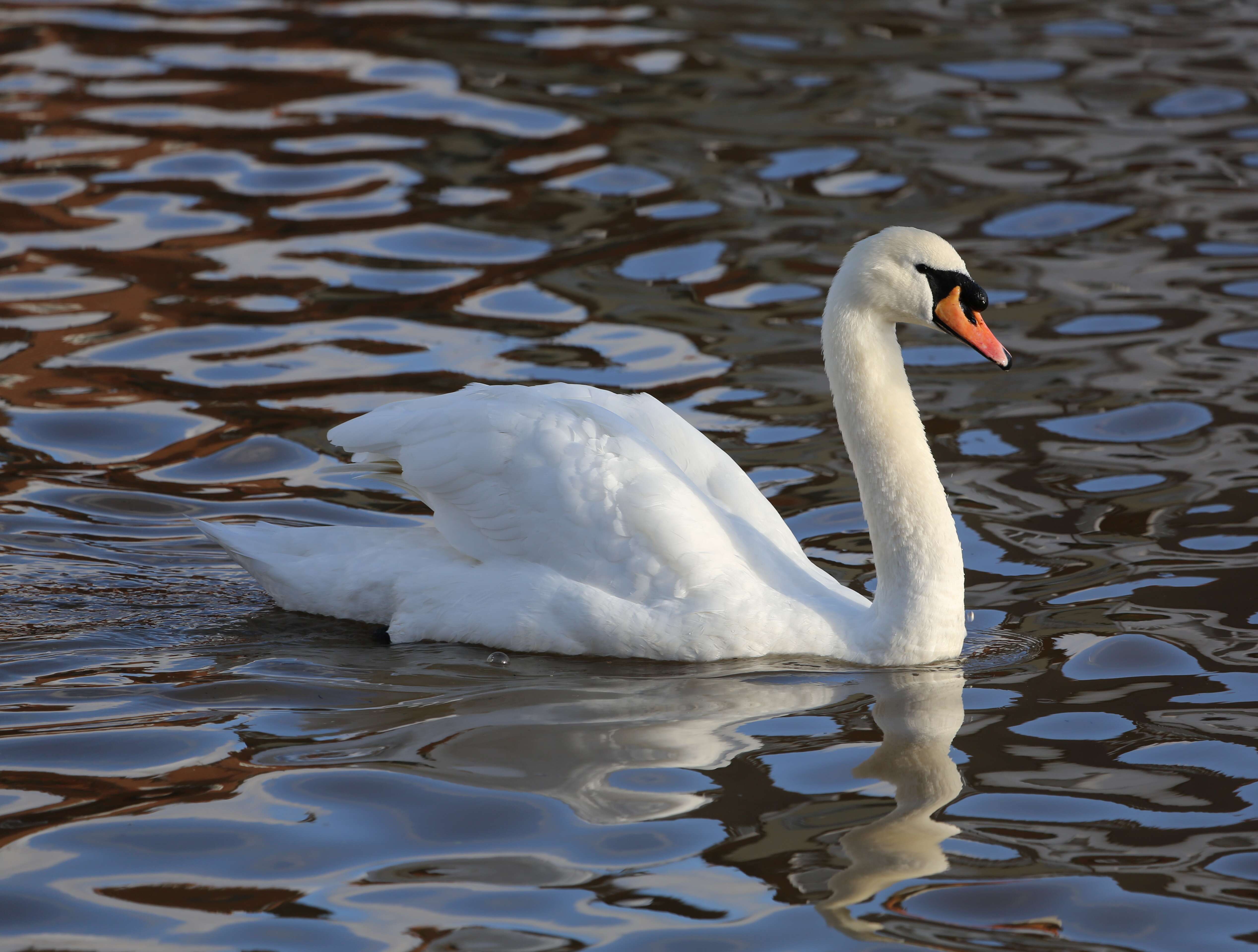 Image of Mute Swan