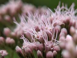 Image of hemp agrimony