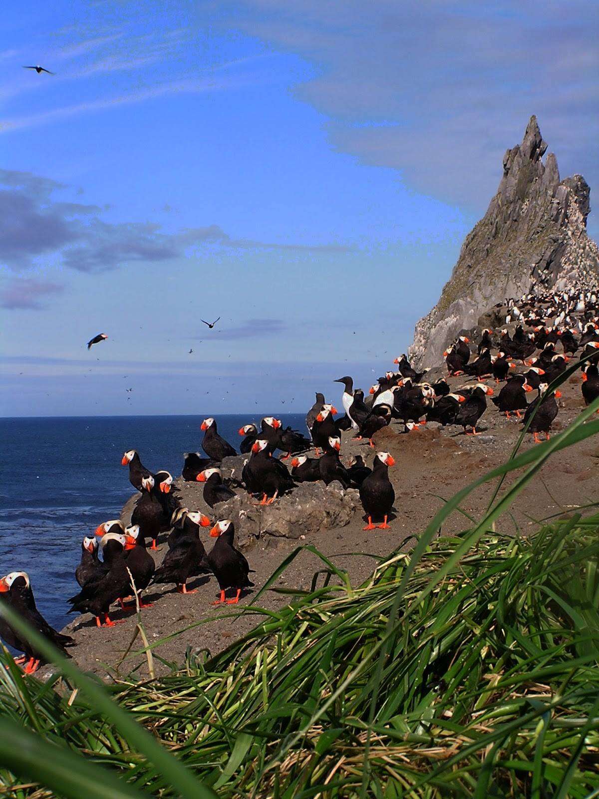 Image of Tufted Puffin