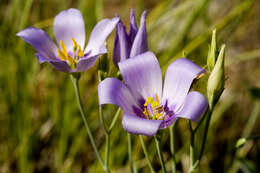 Image of Eustoma