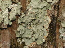 Image of Common greenshield lichen