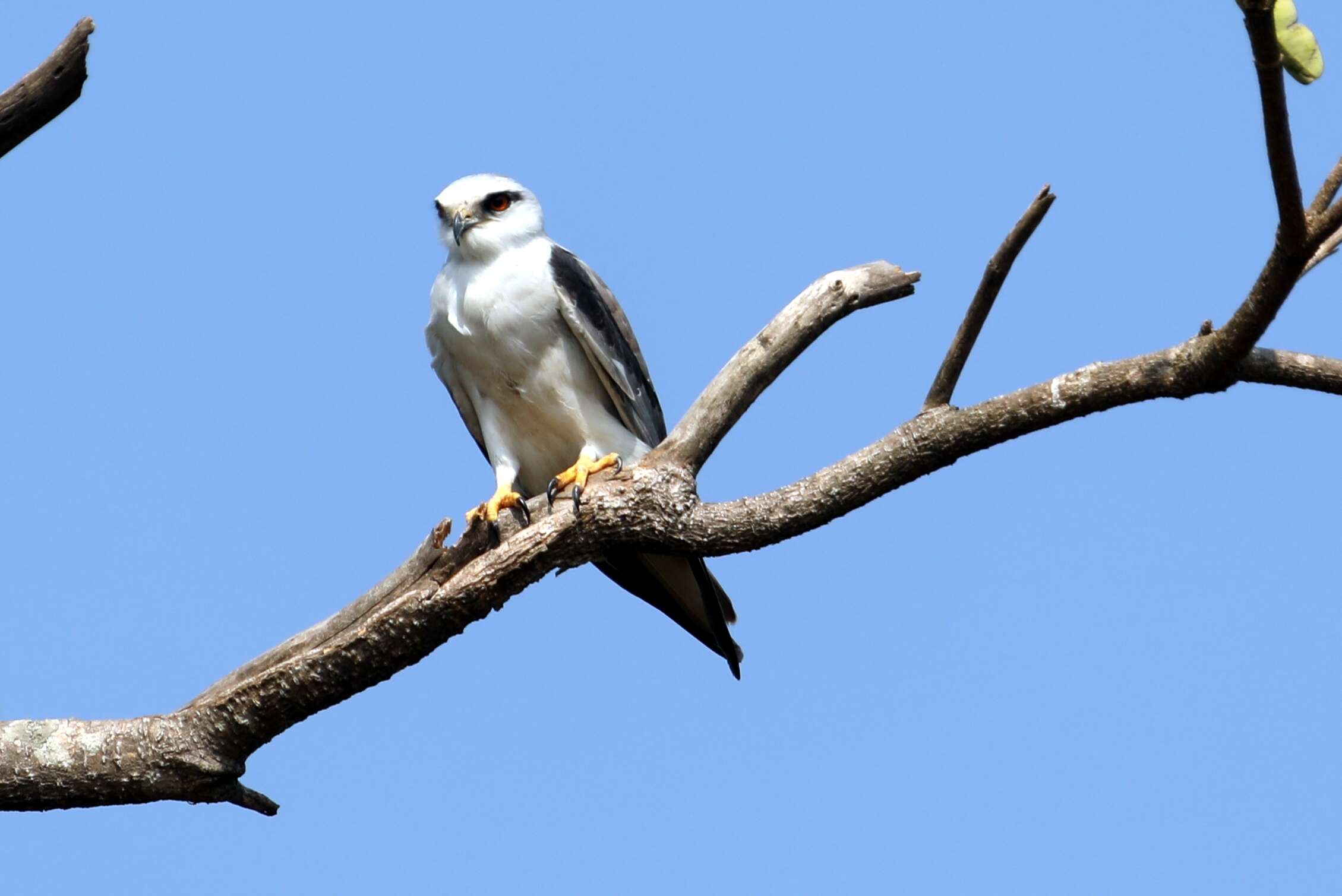 Image of Black-shouldered Kite