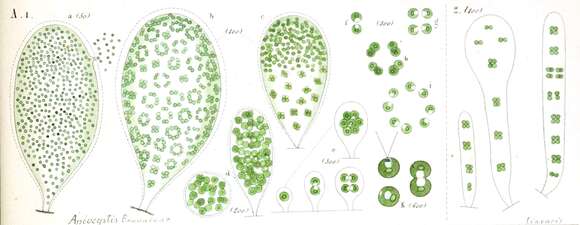 Plancia ëd Apiocystis Nägeli 1849