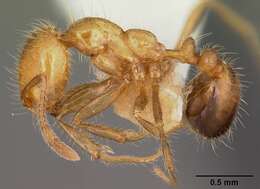 Image of Fire ant