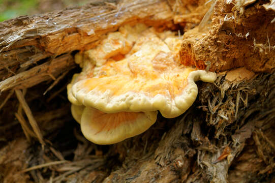 Image of Bracket Fungus