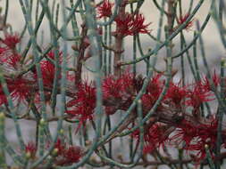 Image of Allocasuarina humilis (Otto & A. Dietr.) L. A. S. Johnson