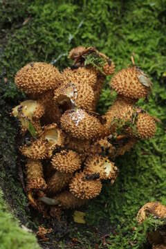 Pholiota squarrosa (Vahl) P. Kumm. 1871 resmi