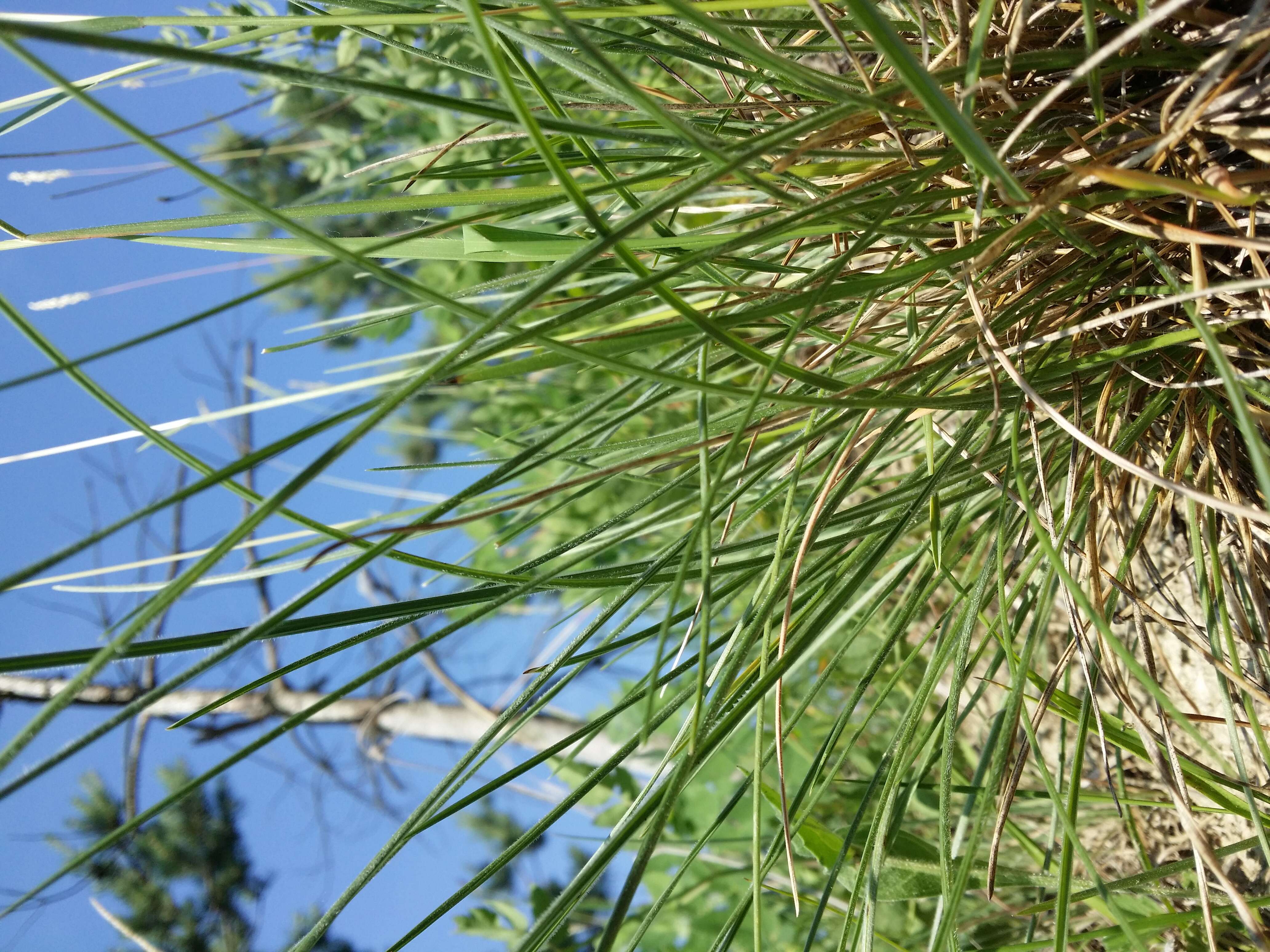 Image of Helictochloa pratensis (L.) Romero Zarco