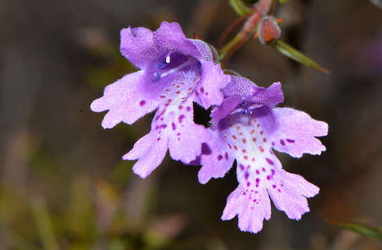 Image of Hemiandra pungens R. Br.