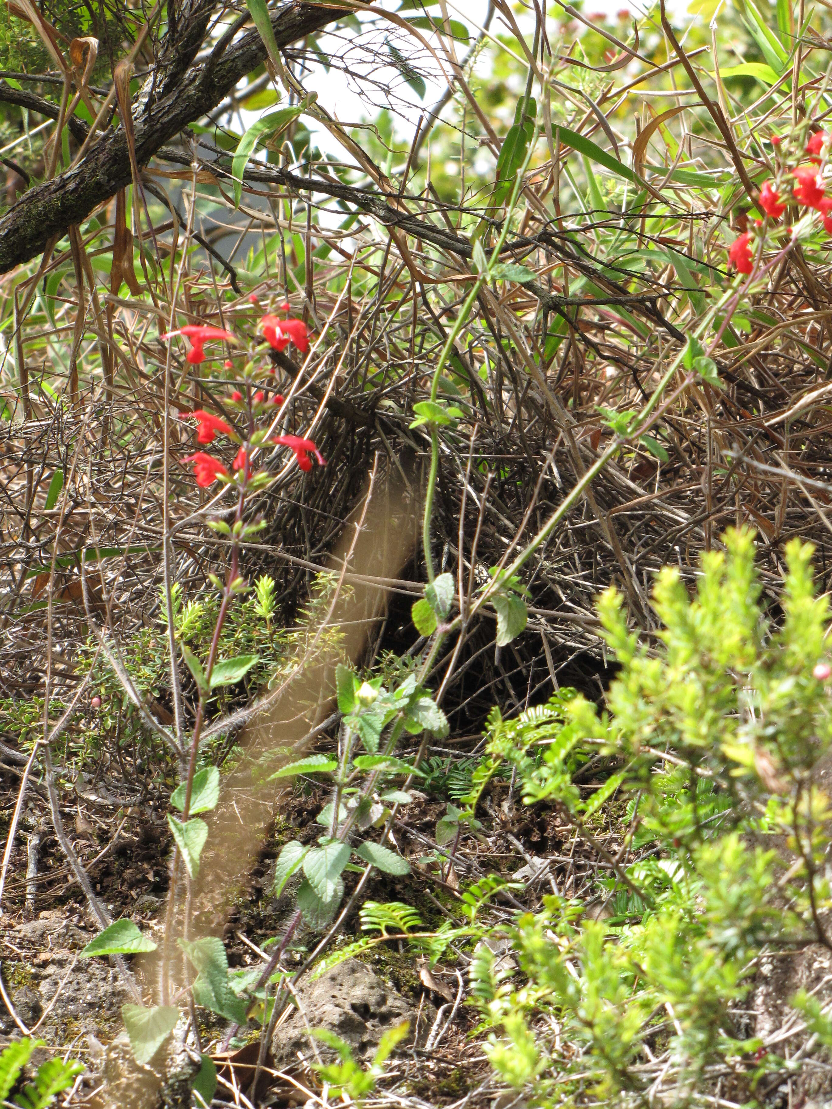 Image of Red sage