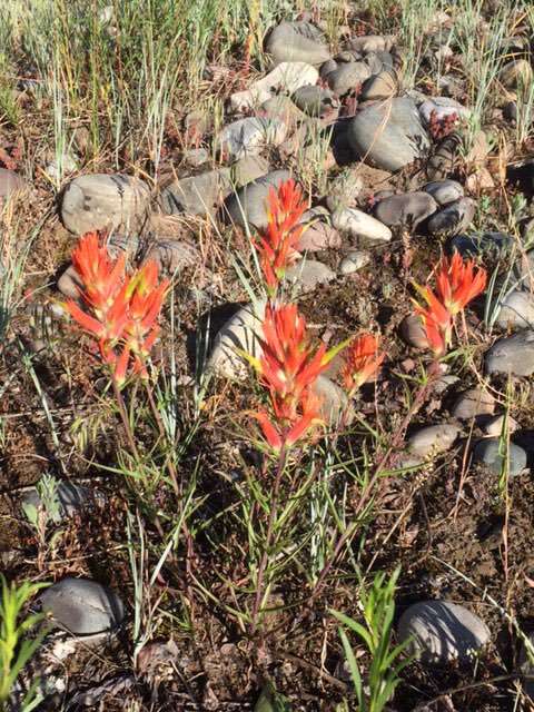 Image of Indian paintbrush