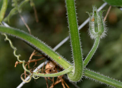 Image of Buttercup Squash