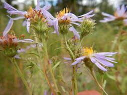 Image of western meadow aster