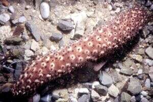 Image of Holothuria subgen. Platyperona Rowe 1969