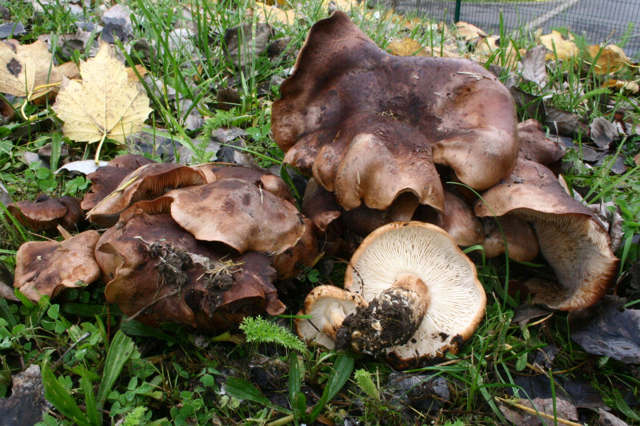 Image of Tricholoma populinum J. E. Lange 1933