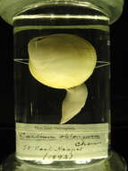 Image of Laevicardium Swainson 1840