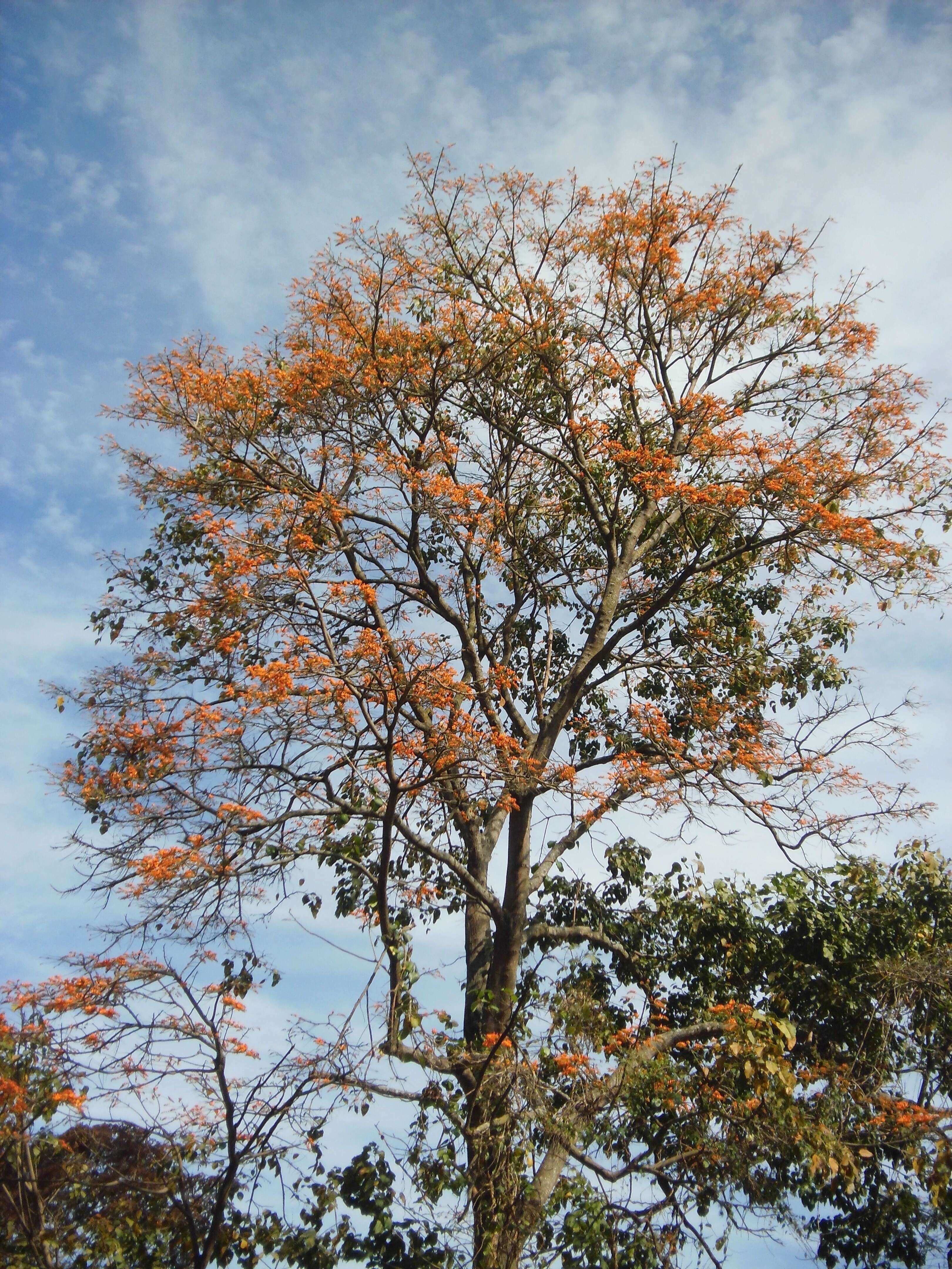 Imagem de Erythrina poeppigiana (Walp.) O. F. Cook